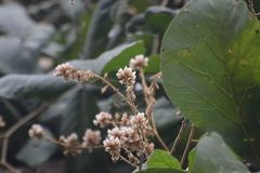 Spatholobus parviflorus