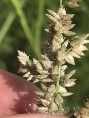 Eragrostis obtusa
