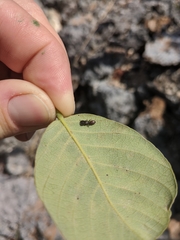 Cephalotes varians