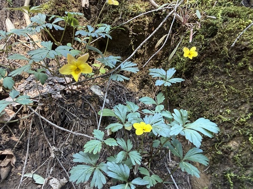 Shelton's Violet (Viola sheltonii)