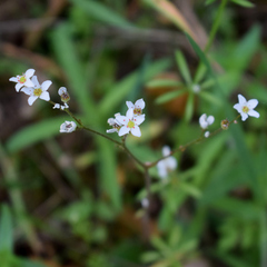 author not stated, no rights reserved Micranthes californica, photograph author not stated, no rights reserved
