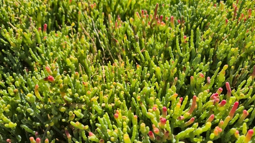 South American Glasswort (Salicornia neei)