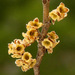 American Witch-Hazel - Photo (c) Stuart Tingley, some rights reserved (CC BY-NC), uploaded by Stuart Tingley
