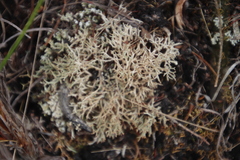 Cladonia subpungens