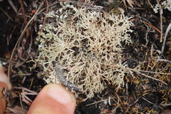 Cladonia subpungens