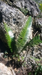 Dioon angustifolium