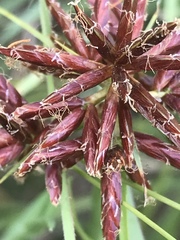 Cyperus usitatus