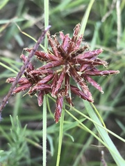 Cyperus usitatus