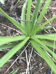 Cyperus usitatus