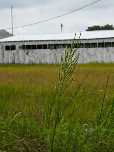 Big Cordgrass (Sporobolus cynosuroides)