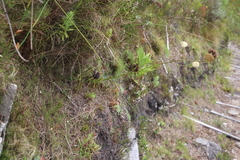 Hermas ciliata