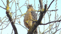 Accipiter cooperii