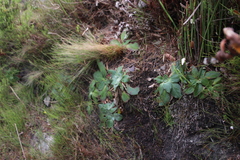 Hermas ciliata