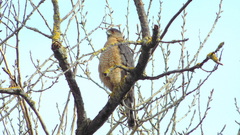 Accipiter cooperii
