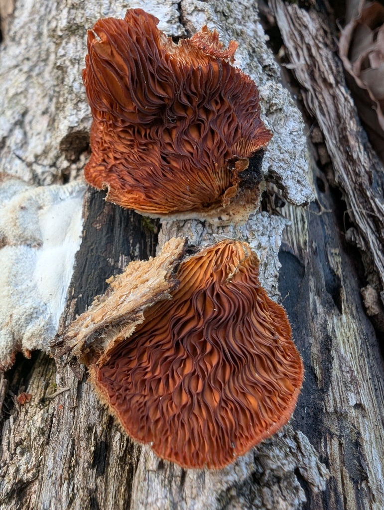 Phyllotopsis nidulans · March 2026 · photo: © atsushi_nakajima_cirque (iNaturalist, cc-by)