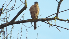 Accipiter cooperii