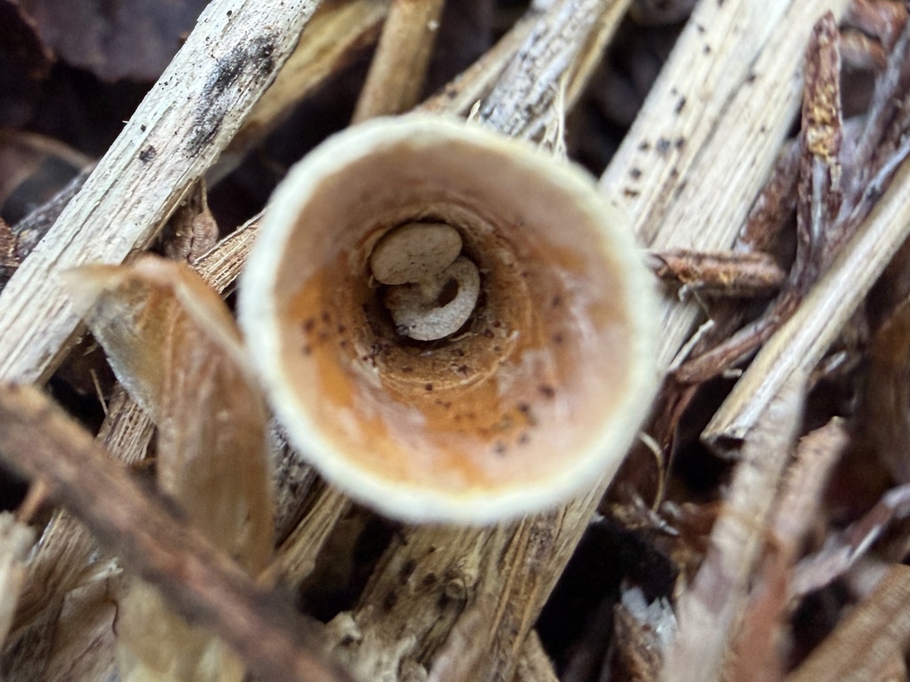 Crucibulum laeve · March 2026 · photo: © deehimes (iNaturalist, cc-by)