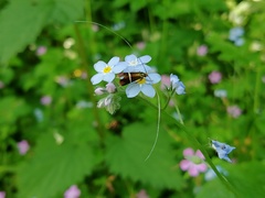 Adela australis