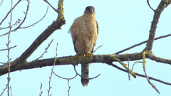 Accipiter cooperii