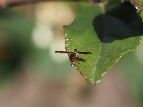 Unknown species found near University Place, Houston, TX, USA