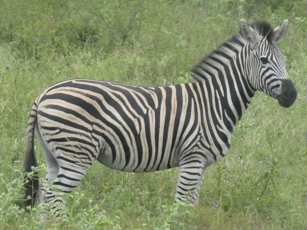 Cebra común (Equus quagga)