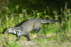 Malayan Civet photo 2