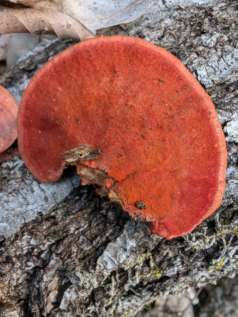 Trametes coccinea · March 2026 · photo: © atsushi_nakajima_cirque (iNaturalist, cc-by)