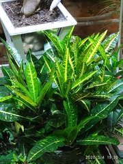 Codiaeum variegatum