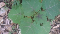 Solanum myriacanthum