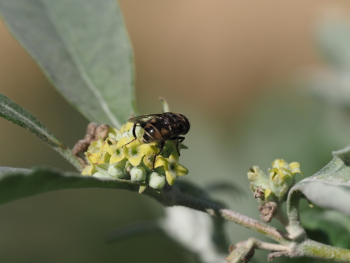Unknown species found near University Place, Houston, TX, USA