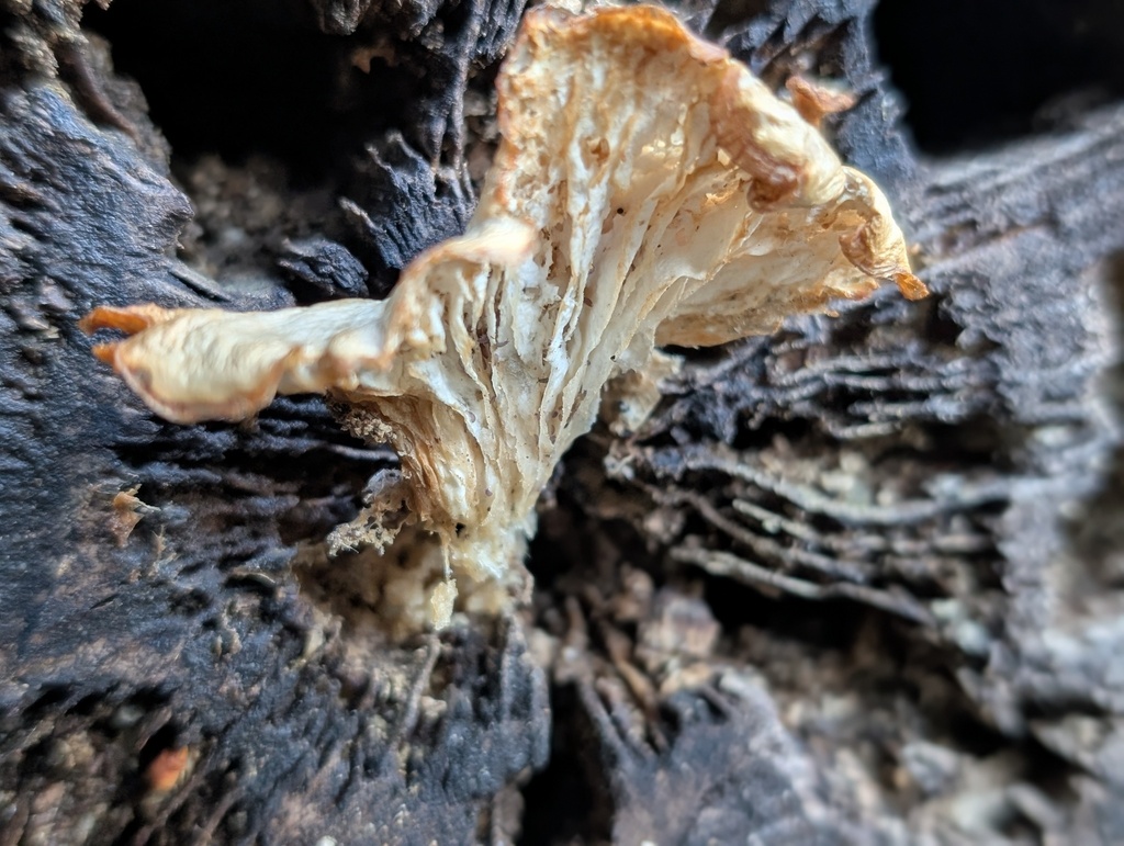 Pleurotus ostreatus · March 2026 · photo: © atsushi_nakajima_cirque (iNaturalist, cc-by)