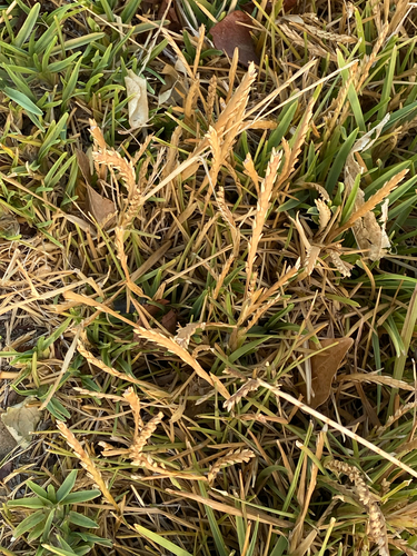 Saint Augustine grass (Stenotaphrum secundatum)