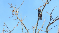 Sturnus vulgaris