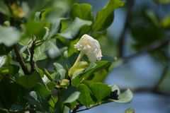 Dolichandrone falcata