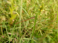 Zygoptera
