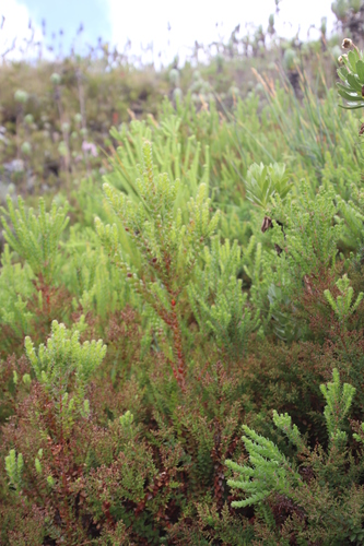 Image of Brunia cordata by (c) Tony Rebelo, some rights reserved (CC BY-SA)