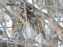 Turdus iliacus coburni