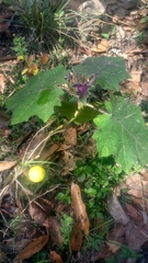 Solanum myriacanthum