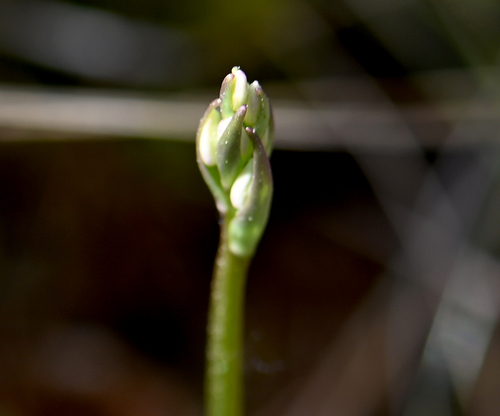 Small Round-leaved Orchid (Galearis rotundifolia)