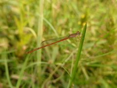 Zygoptera