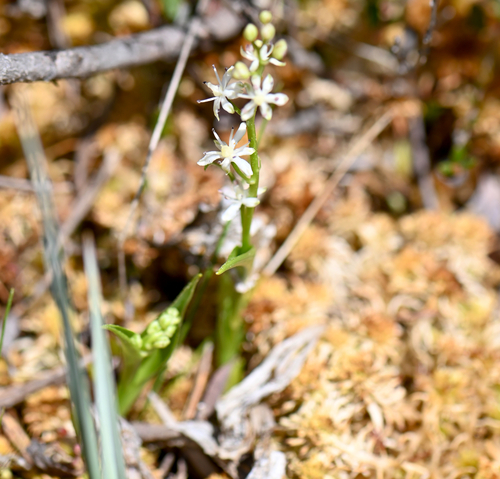 three-leaved false Solomon’s seal (Maianthemum trifolium)