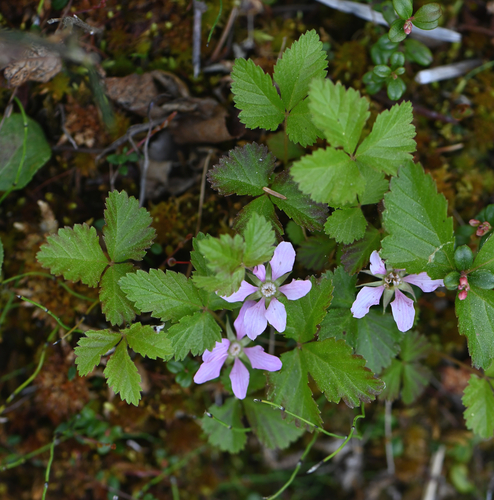 Arctic raspberry (Rubus arcticus)