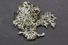 Heterodermia appalachensis