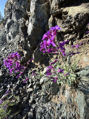Koehler's rockcress (Boechera koehleri)