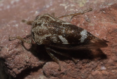 Ophiderma