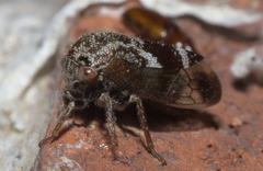 Ophiderma