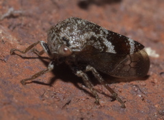 Ophiderma