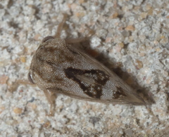 Smiliini
