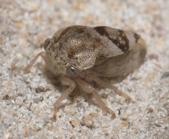 Smiliini