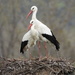 White Stork - Photo (c) cotallononocot, some rights reserved (CC BY-NC)